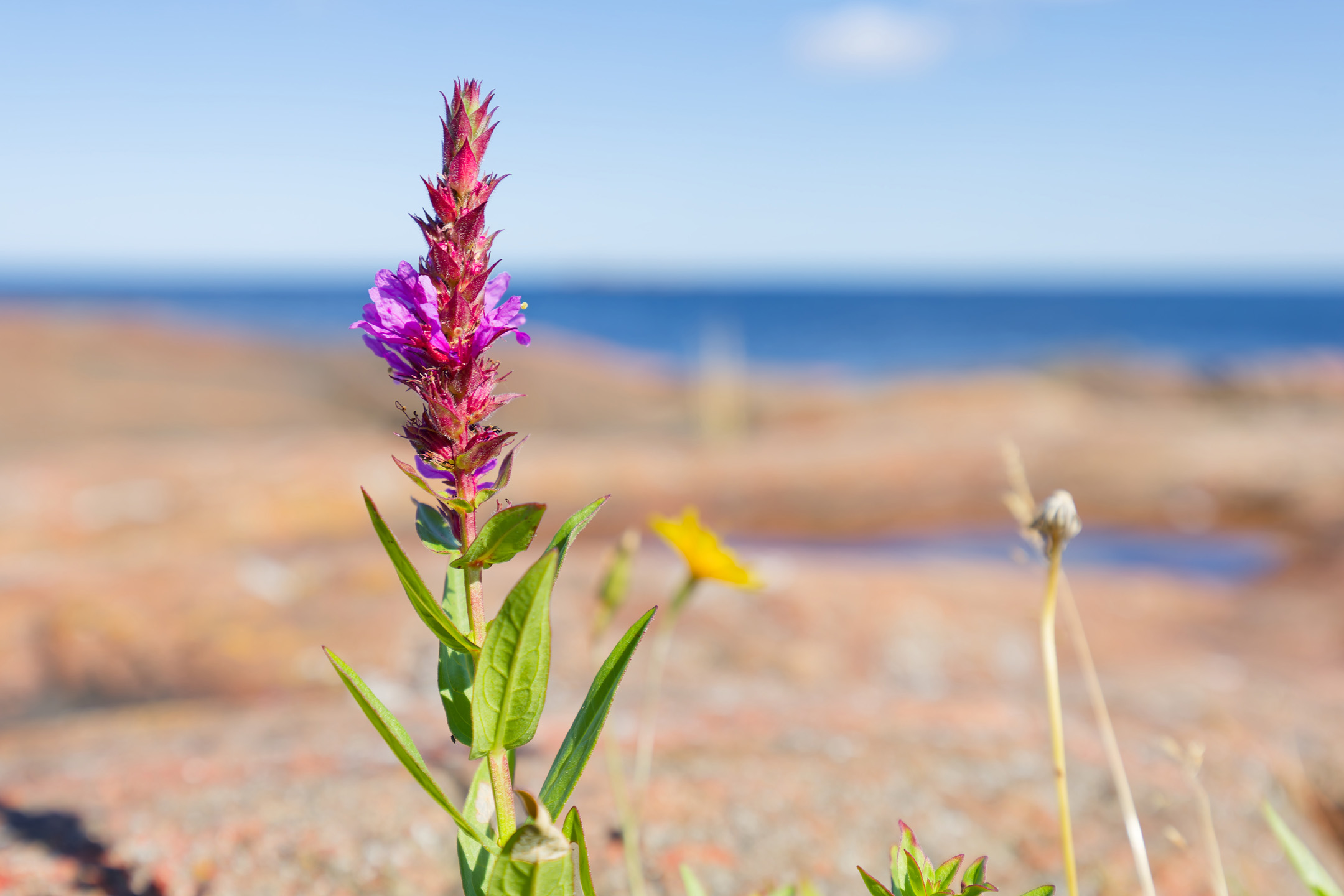 Kanu-Ausflug I, Blume an Küste, Schweden 2024